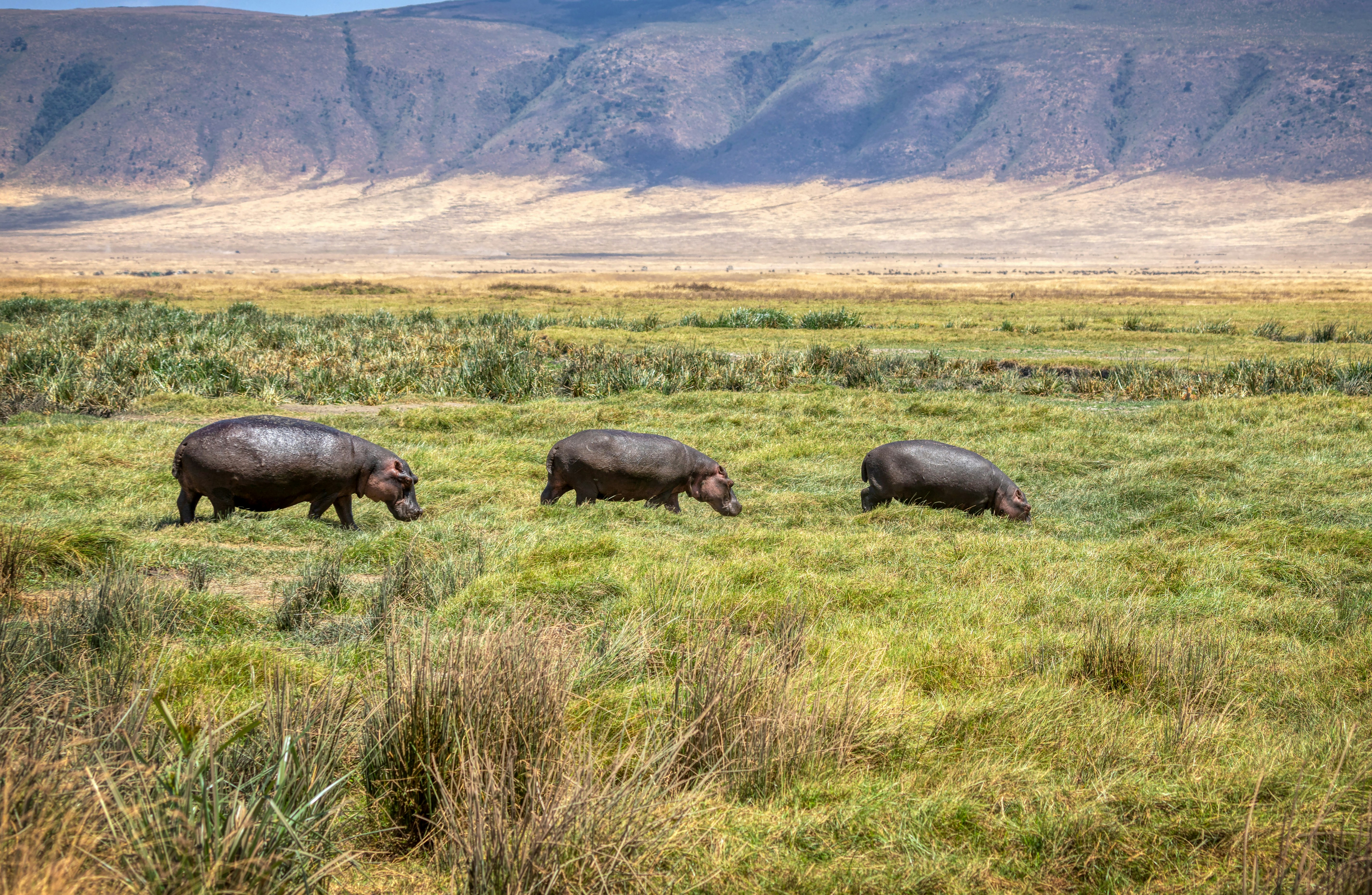 black rhinoceros on green grass field during daytime